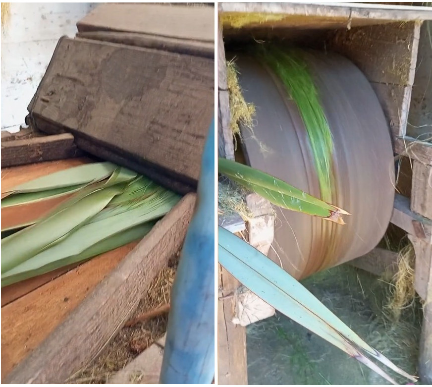 Desilachado en chancadora artesanal